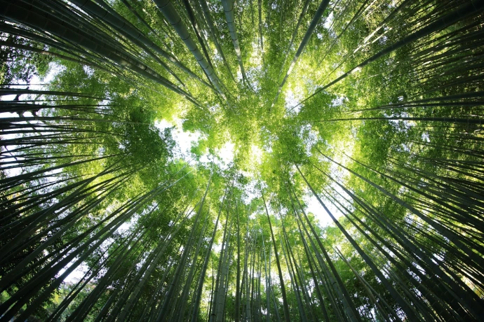 Forêt apaisante Thérapie la source